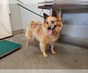 Texas Heeler Dogs for adoption in Camarillo, CA, USA