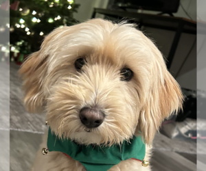 Mutt Dogs for adoption in San Ramon, CA, USA