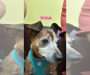 Chiweenie Dogs for adoption in Zellwood, FL, USA