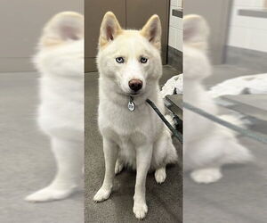 Siberian Husky Dogs for adoption in Forestville, MD, USA