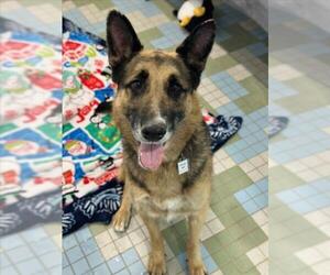 Medium Photo #1 German Shepherd Dog Puppy For Sale in Fort Collins, CO, USA