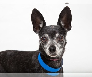 Chihuahua Dogs for adoption in Franklin, TN, USA