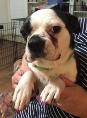 Boston Terrier Dogs for adoption in Hedgesville, WV, USA
