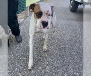 Boxer Dogs for adoption in Davis, CA, USA
