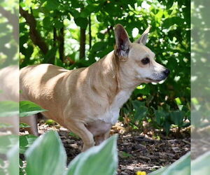 Chihuahua-Unknown Mix Dogs for adoption in Genesee, WI, USA