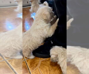 Pug-A-Poo Dogs for adoption in Colton, CA, USA