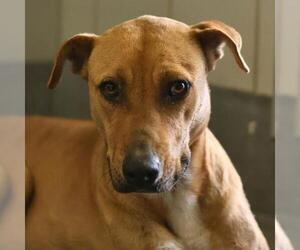 American Staffordshire Terrier-Unknown Mix Dogs for adoption in San Antonio, TX, USA