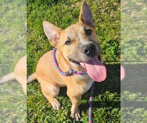 American Pit Bull Terrier-Unknown Mix Dogs for adoption in Sacramento, CA, USA