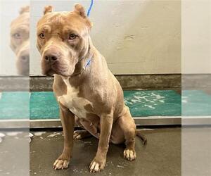 American Pit Bull Terrier Dogs for adoption in Camarillo, CA, USA