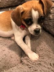 Beagle Dogs for adoption in West Hollywood, CA, USA