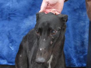 Greyhound Dogs for adoption in Mendota, IL, USA