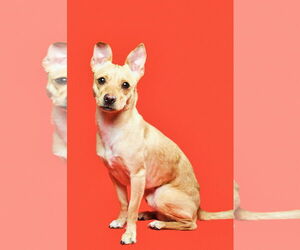 Chihuahua-Unknown Mix Dogs for adoption in Staten Island, NY, USA