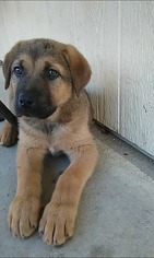 German Shepherd Dog Dogs for adoption in Moreno Valley, CA, USA
