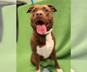 American Pit Bull Terrier-Unknown Mix Dogs for adoption in Long Beach, CA, USA