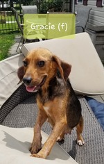 Doxle Dogs for adoption in Mechanicsburg, PA, USA