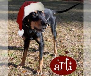 Black and Tan Coonhound Dogs for adoption in Wilmington, NC, USA