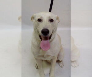 Labrador Retriever Dogs for adoption in Newport Beach, CA, USA