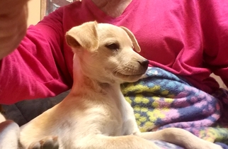 Minnie Jack Dogs for adoption in Tonopah, AZ, USA