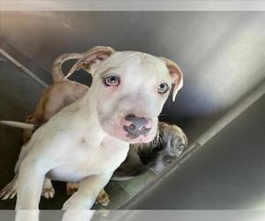 American Pit Bull Terrier-Unknown Mix Dogs for adoption in San Bernardino, CA, USA