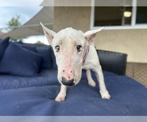 Bull Terrier Dogs for adoption in  Ramona, CA, USA