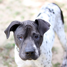 Chinese Shar-Pei-German Shorthaired Pointer Mix Dogs for adoption in Pensacola, FL, USA
