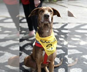 Doberman Pinscher-Great Dane Mix Dogs for adoption in Wakefield, RI, USA