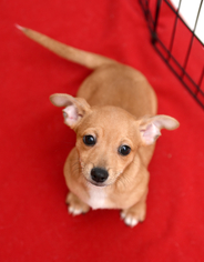 Chi-Corgi Dogs for adoption in Chattanooga, TN, USA