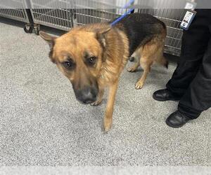 German Shepherd Dog Dogs for adoption in Houston, TX, USA