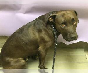 Labrador Retriever Dogs for adoption in Forestville, MD, USA