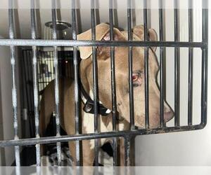 American Pit Bull Terrier Dogs for adoption in Pasadena, CA, USA