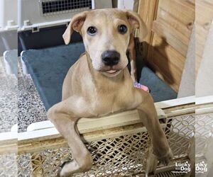 Labrador Retriever-Unknown Mix Dogs for adoption in Washington, DC, USA