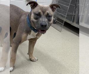 American Staffordshire Terrier-Unknown Mix Dogs for adoption in Grand Prairie, TX, USA