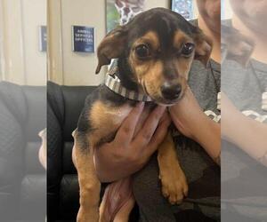 Mutt Dogs for adoption in Rockwall, TX, USA