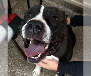 American Pit Bull Terrier-Unknown Mix Dogs for adoption in Martinsburg, WV, USA