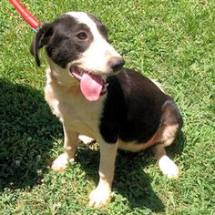 Medium Photo #1 Border Collie-Unknown Mix Puppy For Sale in Rutherfordton, NC, USA