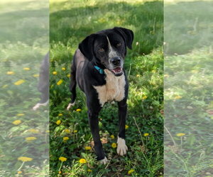 Jack Russell Terrier-Labrador Retriever Mix Dogs for adoption in Greenville, SC, USA