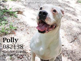 American Bulldog Dogs for adoption in Palmetto, FL, USA