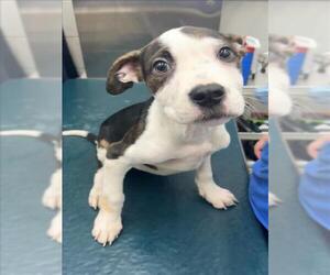 Bulldog-Unknown Mix Dogs for adoption in Mobile, AL, USA