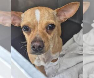 Chihuahua-Unknown Mix Dogs for adoption in San Antonio, TX, USA