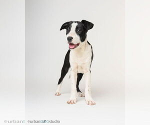 Boxer-Collie Mix Dogs for adoption in Tampa, FL, USA