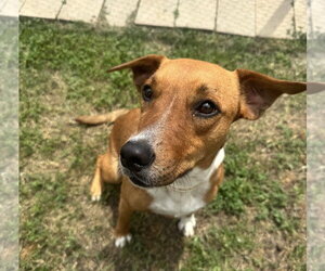 Feist Terrier-Mountain Cur Mix Dogs for adoption in Houston, TX, USA