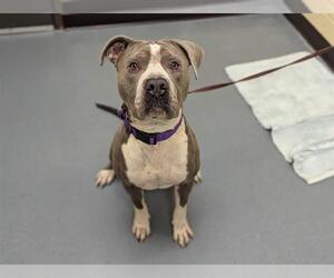 American Pit Bull Terrier-Unknown Mix Dogs for adoption in Denver, CO, USA