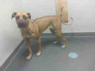 Rhodesian Ridgeback Dogs for adoption in Las Vegas, NV, USA