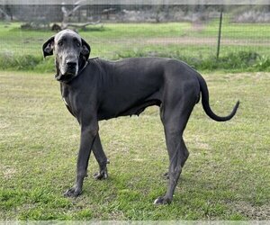 Great Dane Dogs for adoption in PIPE CREEK, TX, USA
