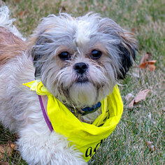 Shih Tzu Dogs for adoption in Livonia, MI, USA