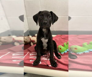 American Staffordshire Terrier-Labrador Retriever Mix Dogs for adoption in Lawrenceville, NJ, USA