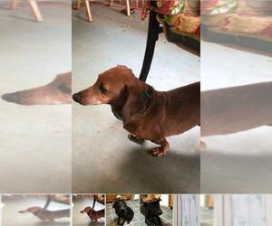 Dachshund Dogs for adoption in Rustburg, VA, USA