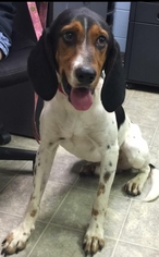 Treeing Walker Coonhound Dogs for adoption in Rustburg, VA, USA