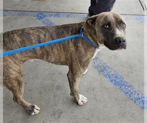 American Pit Bull Terrier Dogs for adoption in Bakersfield, CA, USA
