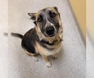 German Shepherd Dog Dogs for adoption in Modesto, CA, USA
